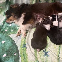 Australian Shepherd and Toy Australian Shepherd Puppies from Little Creek Ranch