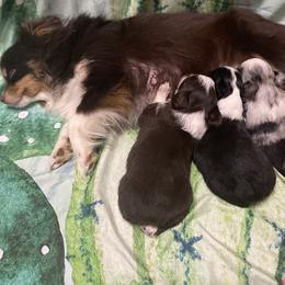 Australian Shepherd and Toy Australian Shepherd Puppies from Little Creek Ranch