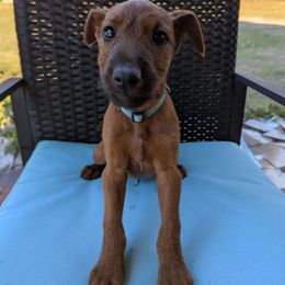 Light blue - Red male Irish Terrier puppy in Broadway, North Carolina from Detmore Kennels
