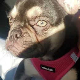 French Bulldogs from Paige's French Bulldogs