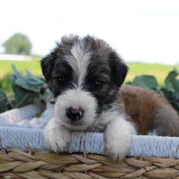 Sully - Sable male Bordoodle puppy in Ashland, Ohio from Cherry Blossom Doodles