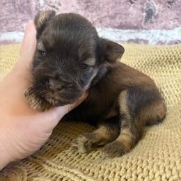 Birdie - Liver female Miniature Schnauzer puppy in Lufkin, Texas from C&K’s Schnauzer House