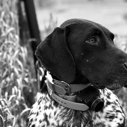 German Shorthaired Pointers from Stonehedge’s Shooting High