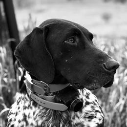 German Shorthaired Pointers from Stonehedge’s Shooting High