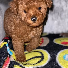 Cavapoo, Maltipoo, and Poodle Puppies from McCraws N Paws