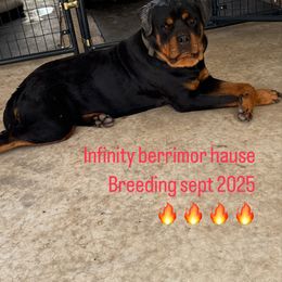 Infinity - Rottweiler