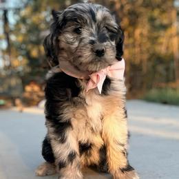 Nudist - Blue merle female Aussiedoodle puppy in Colorado Springs, Colorado from Pesky Redneck Mini Ranch