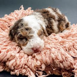Latte - Chocolate merle female Bernedoodle puppy in Hudson, Indiana from TurkeyCreek-K9