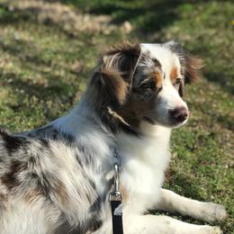 Winnie - Miniature Australian Shepherd