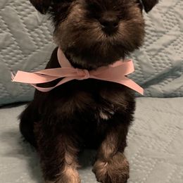 Miniature Schnauzers from Connies’ Cuties