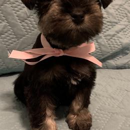 Miniature Schnauzers from Connies’ Cuties