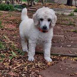 Poodle Puppies from Javier Torres