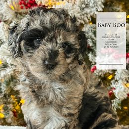 Girl 2 - Merle female Goldendoodle puppy in Norman, Oklahoma from Wilson Family Companions