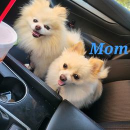 Harley - Pomeranian