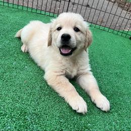 Golden Retriever Puppies from Chirping Meadows Goldens