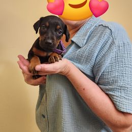 Purple girl - Black and rust female Doberman Pinscher puppy in Leslie, Arkansas from Shakarri Irish Setters