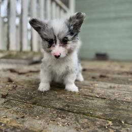 Chester (blue) fluffy - Blue merle and white male American Corgi puppy in East Oakdale, California from Rhettro Kennels