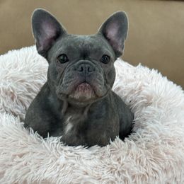 Luna - Blue female French Bulldog puppy in Orlando, Florida from Destiny Chihuahuas