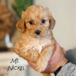 Ms. Nickel - Apricot female Cavapoo puppy in Sacramento, California from Dandy Doodles Goldendoodles