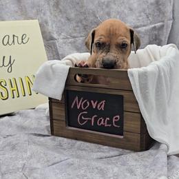 Barrel - Merle female Great Dane puppy in Caldwell, Idaho from Miner's Dynamic Danes