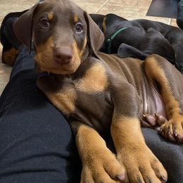Doberman Pinschers from Mystikos Doberman