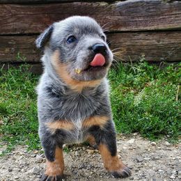 Australian Cattle Dog and Pembroke Welsh Corgi Puppies from Leatherman Quarter Horses