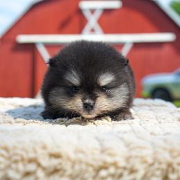 Littlefoot - Black and tan parti male Pomeranian puppy in Bethel, Ohio from J&A Poms