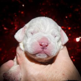 Blue - White male Dogo Argentino puppy in San Diego, California from Debonair Dogos