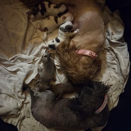 Batman - Red and white male Shih Tzu puppy in Ocala, Florida from Kinard's Puppies