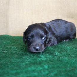 Kelly - Black female Dachshund puppy in Pace, Florida from Shoebox Doxie’s