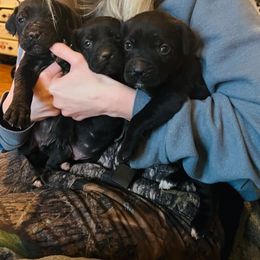 Cane Corso Puppies from Venom Cane Corsos