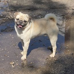 Chewy - Pug