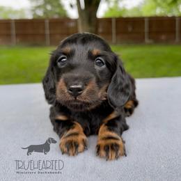Patsy - Guardianship Home - Black and tan female Dachshund puppy in Royse City, Texas from Truehearted Miniature Dachshunds