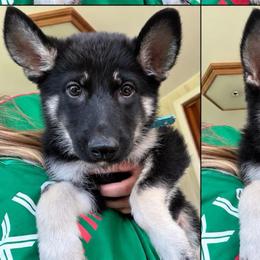 Morgan - Black and tan female German Shepherd puppy in New Martinsville, West Virginia from Hunter K-9