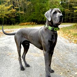 Murphy - Great Dane