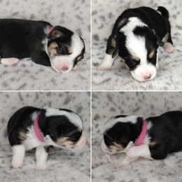 American Corgi Puppies from Cold Creek Family Farm LLC