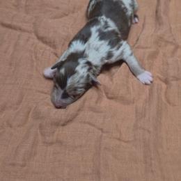 Emmett - Red merle male Australian Shepherd puppy in Marengo, Indiana from J&J Kennel