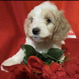 Cockapoos from Tammy's Cockapoos