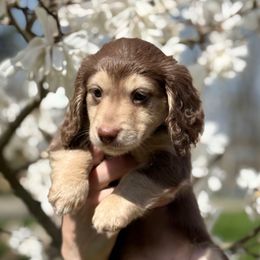 Kona - Chocolate and tan Dachshund puppy in North Branch, Michigan from Doxie View Acres