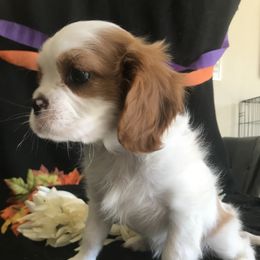 Cavalier King Charles Spaniel Puppies from Christina’s Cavaliers