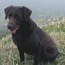 Labrador Retrievers from Marsh-Mutt Manor Labs