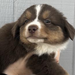 Susie - Red tri female Miniature Australian Shepherd puppy in North Lakeport, California from Wild Rose Ranch