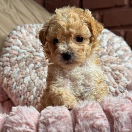 Kittie - Apricot female Maltipoo puppy in Bakersfield, California from Silvia's Maltipoos