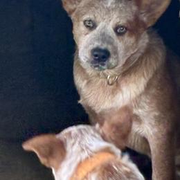 L64-05 6pk Big Red - Red speckled male Australian Cattle Dog puppy in Sheridan, Oregon from 6pk Cattledogs
