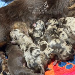 Girl 1 - Dapple female Dachshund puppy in Clever, Missouri from Autumn Breeze Dachshunds