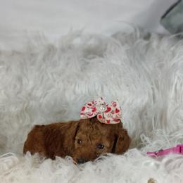 Maya OFA and CHIC parents - Red  female Poodle puppy in Westfield, North Carolina from Legacy Pets