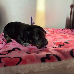 Tortellini - Black and tan female Dachshund puppy in Mountain Home, Arkansas from Furry Friends Kennel