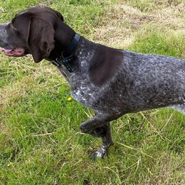 German Shorthaired Pointers from Windtanzer Farm