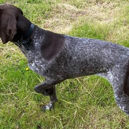 German Shorthaired Pointers from Windtanzer Farm