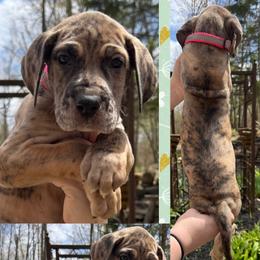 Cheetos - Mantle female Great Dane puppy in Wellsville, New York from Prophecy Danes